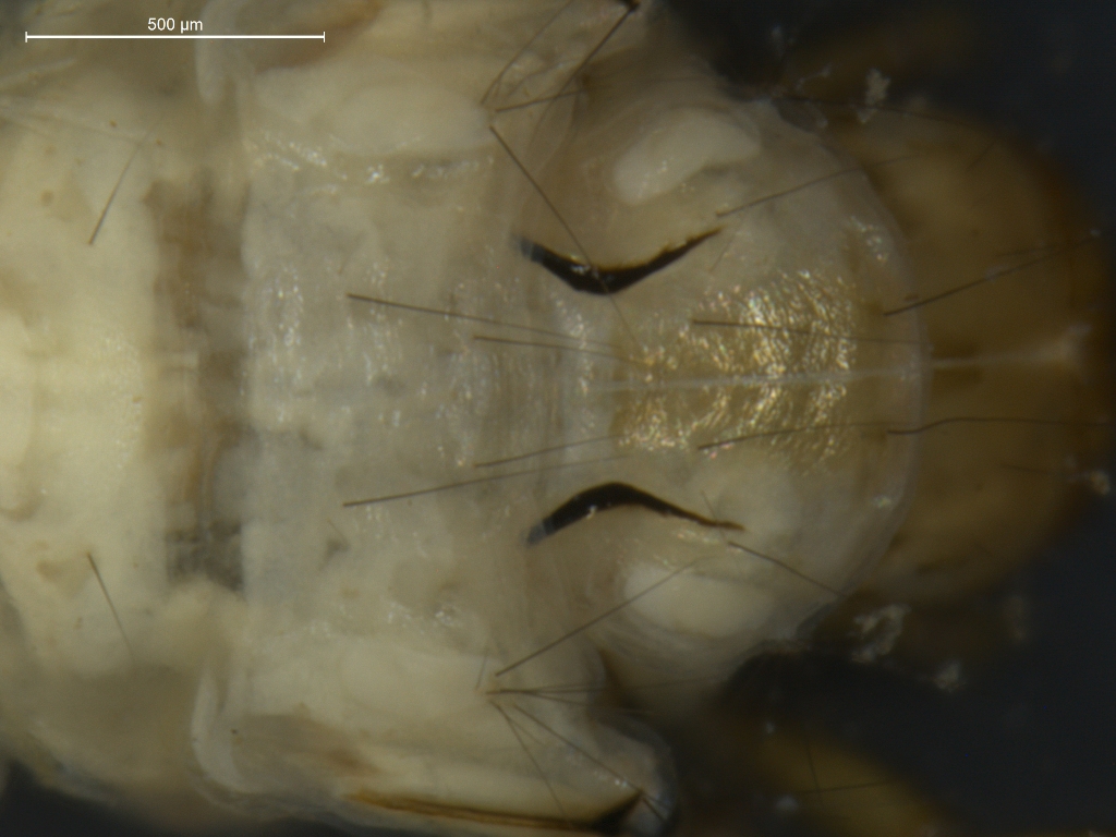 Ceraclea annulicornis
